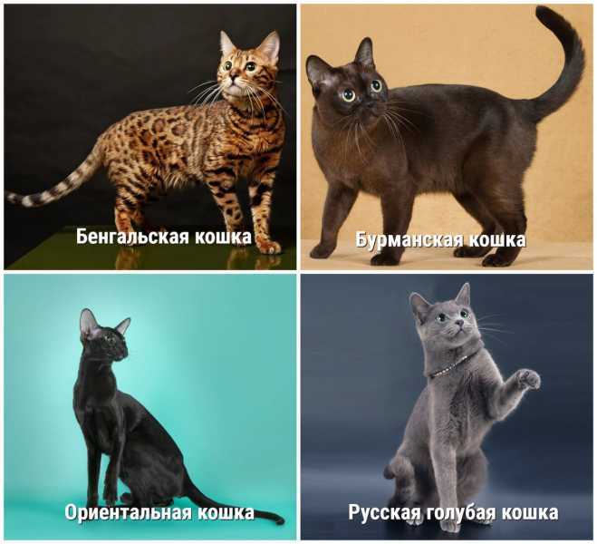 Гипоаллергенные породы кошек и котов на которых нет аллергии - kardiobit.ru