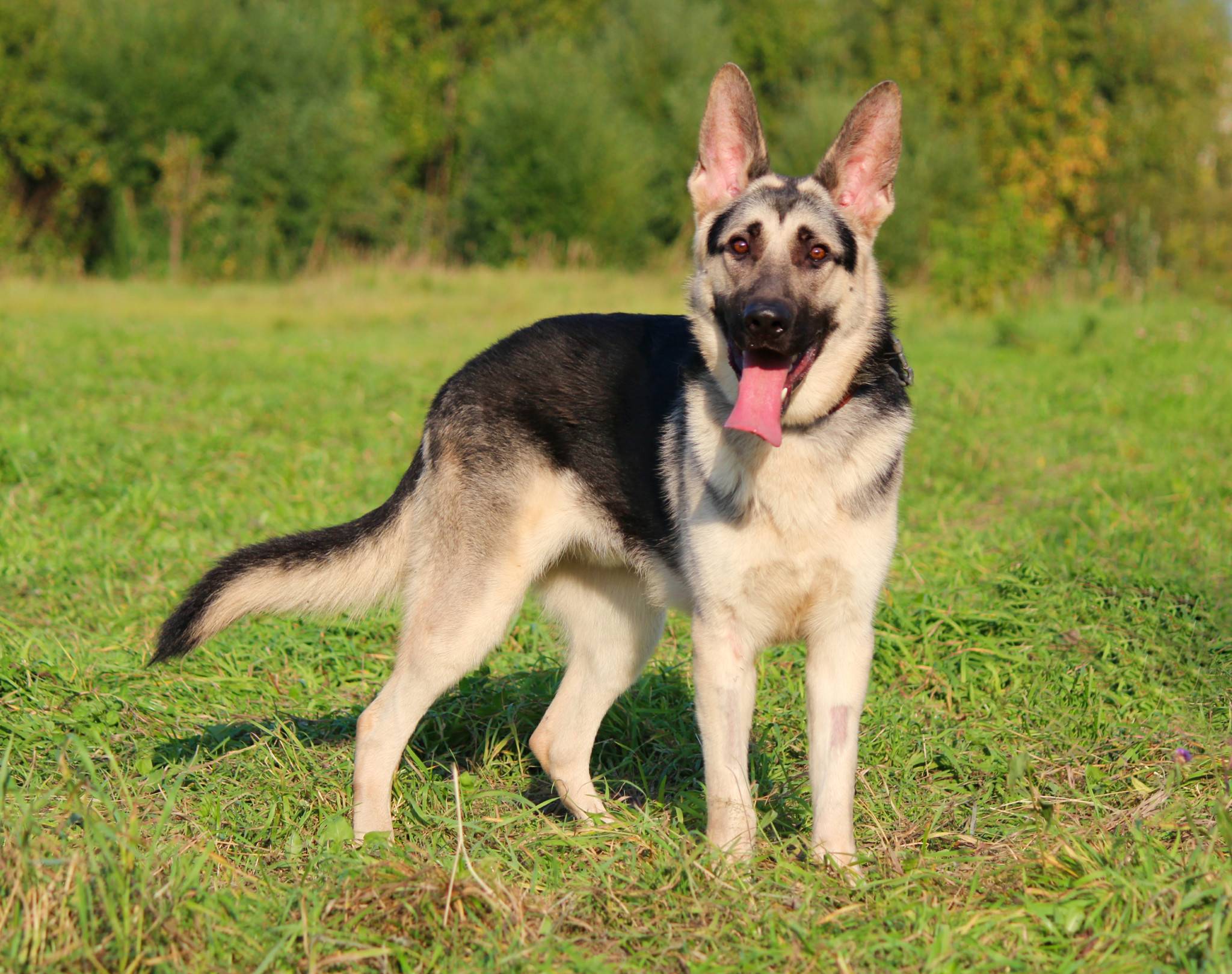 Восточноевропейская овчарка: описание породы - моя собака