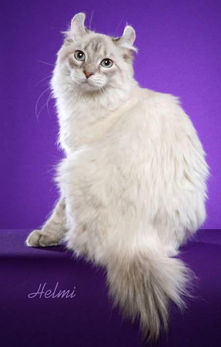 Хайленд-страйт (шотландская прямоухая длинношерстная кошка)