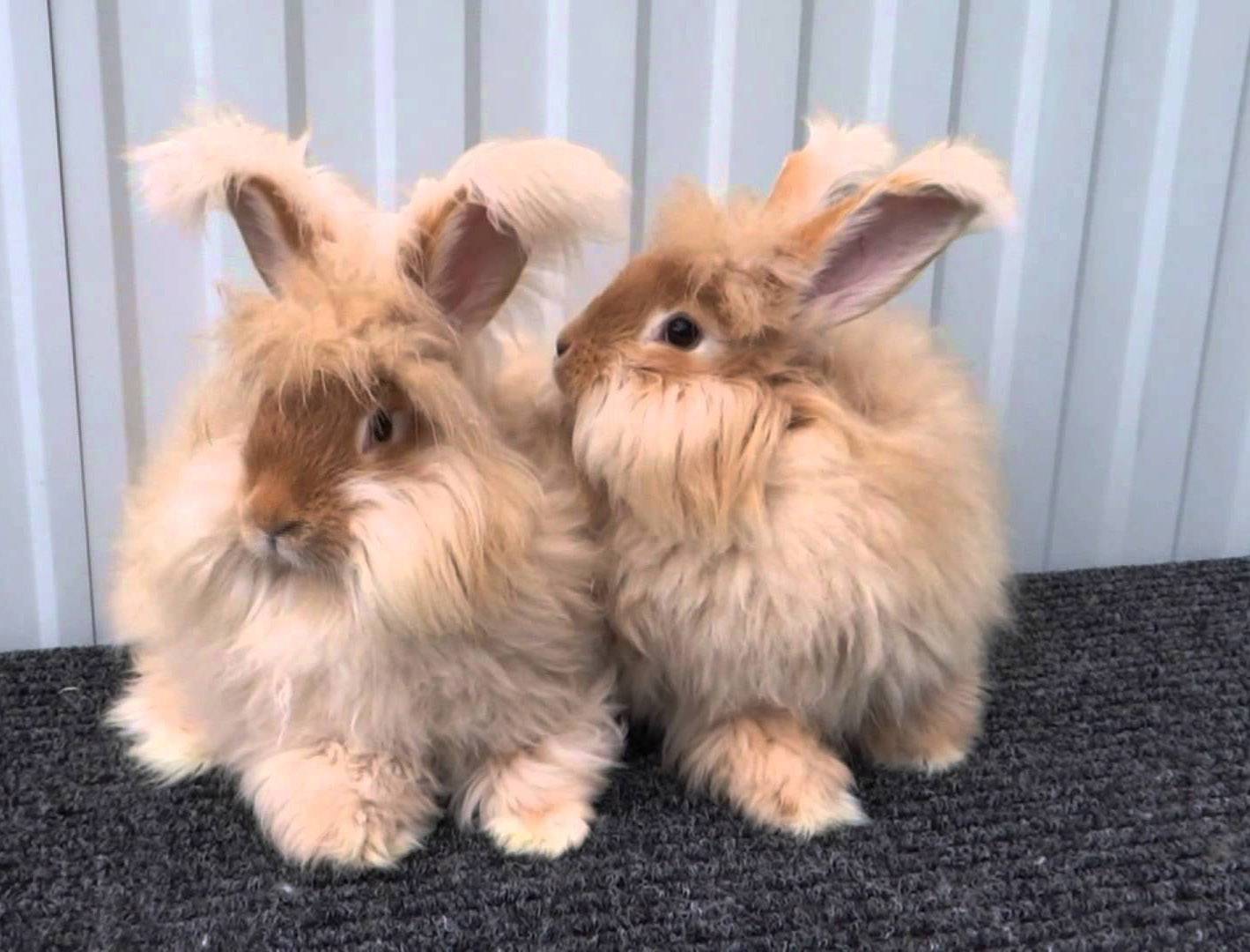 Самые крупные породы кроликов