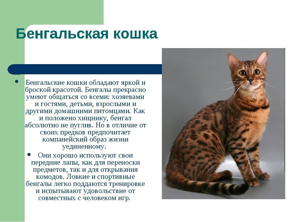 Самые большие кошки и коты в мире: фото и описания