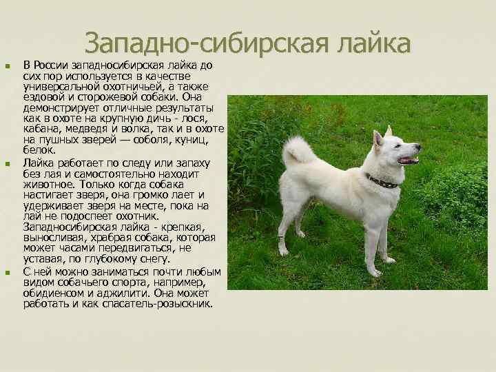 Якутская лайка — википедия. что такое якутская лайка
