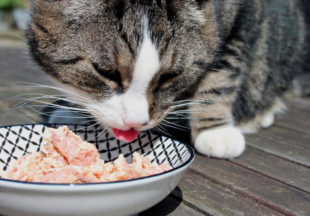 Можно ли кормить кошку сырым мясом: входит ли в рацион стерилизованной домашней кошки вареная курица, сколько нужно в день