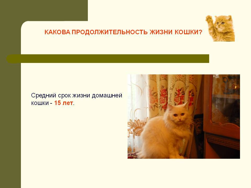 Сколько живут кошки британской породы в домашних условиях кастрированные и стерилизованные, продолжительность жизни