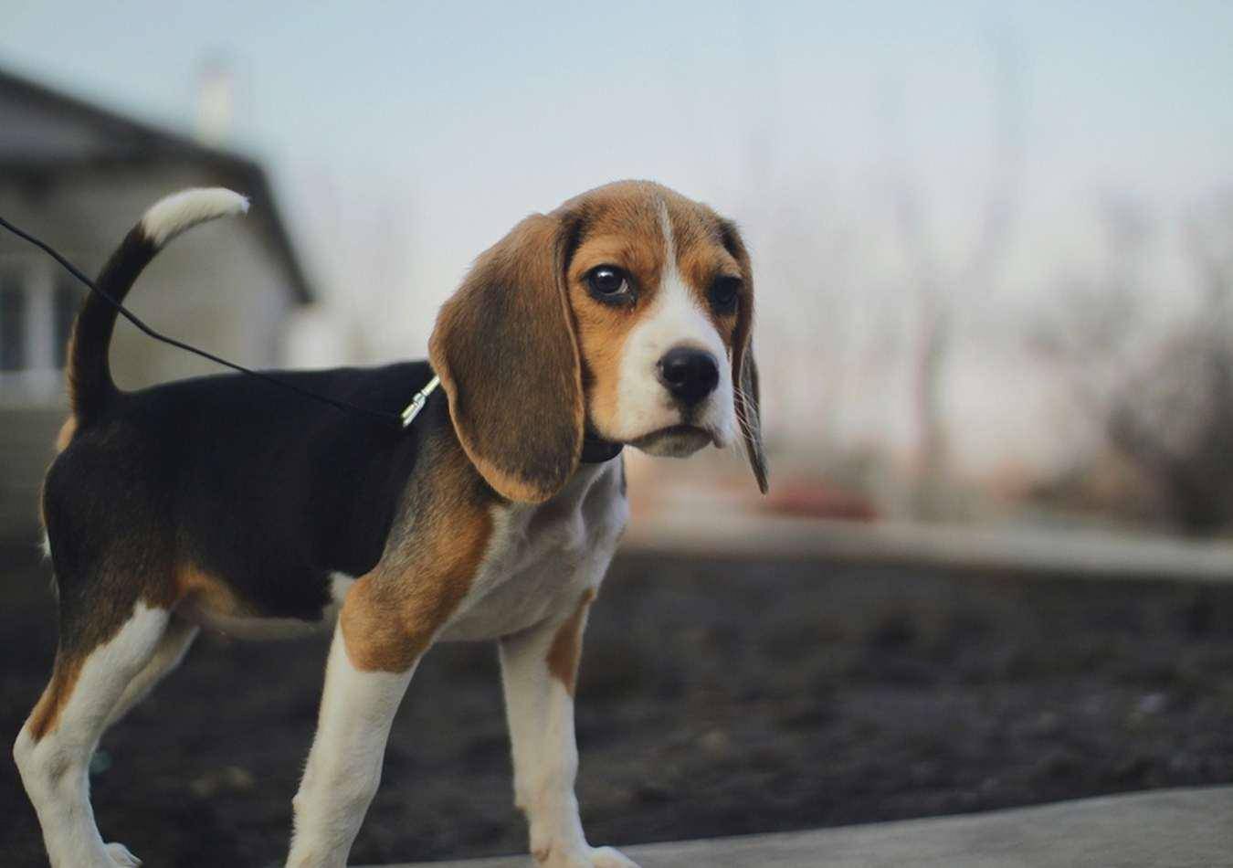 Бигль (beagle) – описание породы с фото