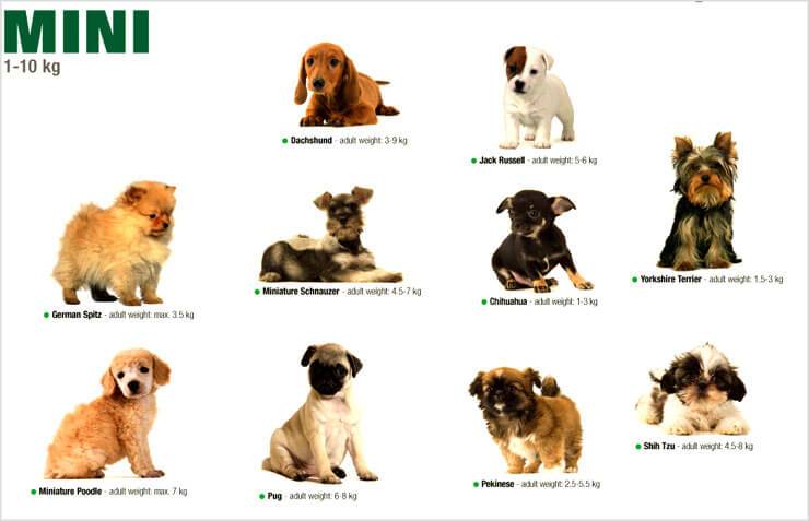 Гипоаллергенные собаки: список пород с фотографиями и названиями