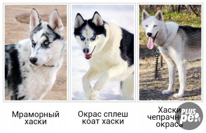 Сибирский хаски разные глаза. почему у хаски разные глаза. какие бывают виды хаски - новая медицина