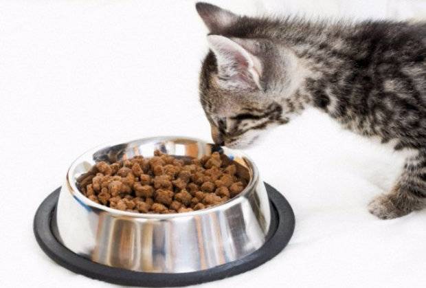 Особенности кормления кошек специализированным лечебным кормом