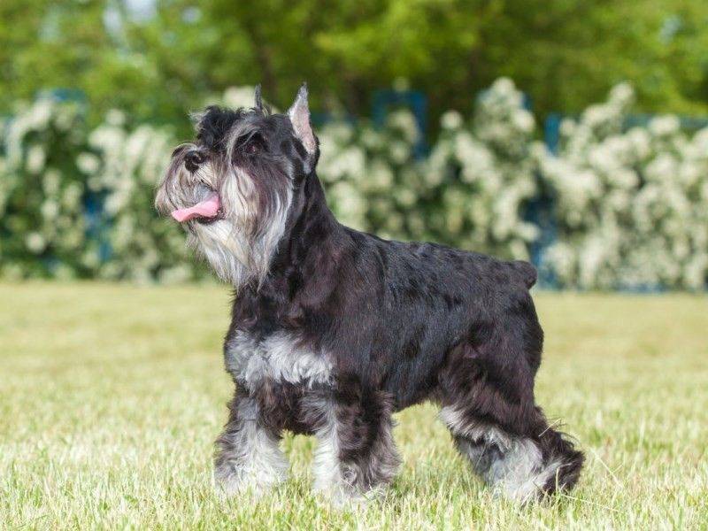 Собака шнауцер — разновидности и описание породы