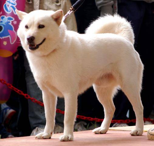 Айну (хоккайдо-ину, айну-кен, хоккайдская собака, хоккайдо)