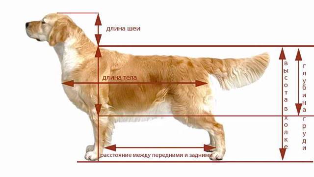 Где находится холка у собаки, измерение роста различных пород и фото