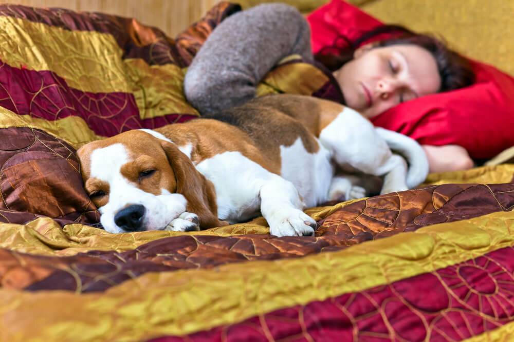 Можно спать домашними животными - за и против и мнение ученых