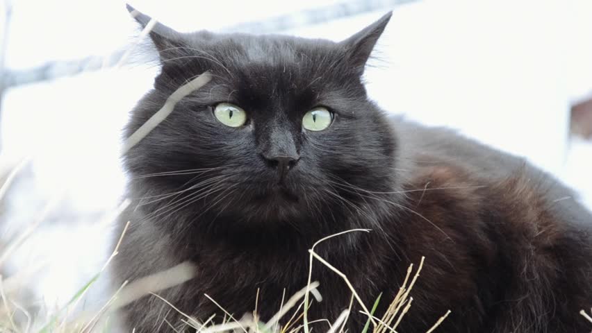 Шантильи-тиффани — описание породы и характер кошки