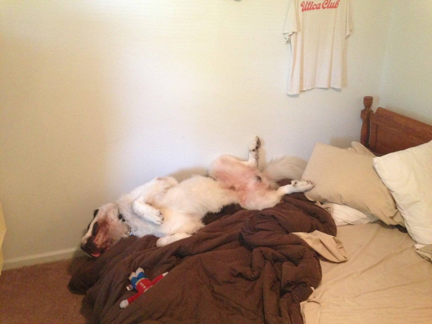Почему собаки любят спать с хозяином на кровати и можно ли позволять это