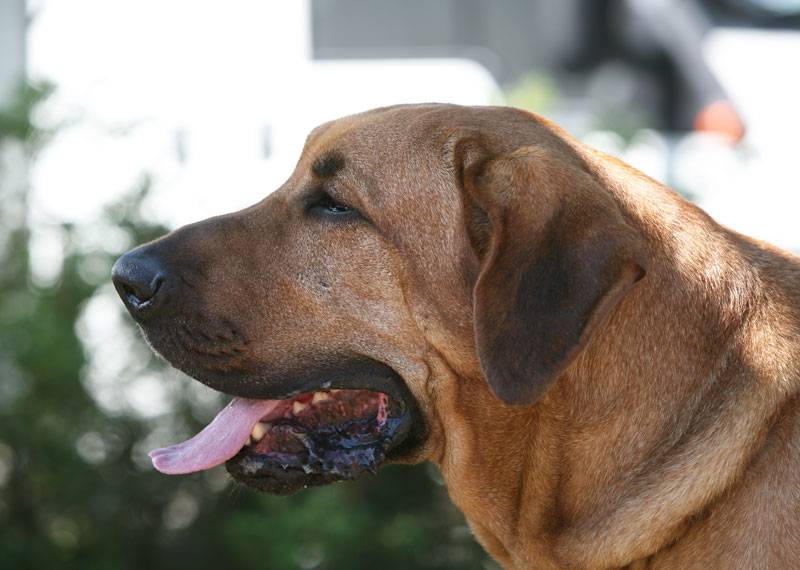 Бернский зенненхунд собака. описание, особенности, уход и цена породы