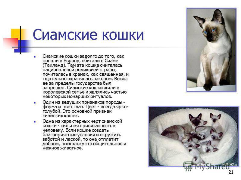 Описание породы сиамская кошка – достоинства и недостатки характера, интересные факты