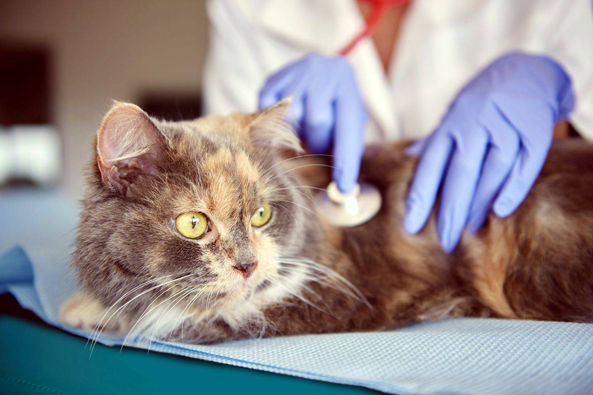 Коронавирус у кошек: симптомы и лечение