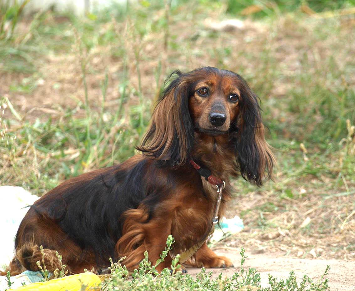 Собака карликовая длинношерстная такса - характеристика, уход и описание породы