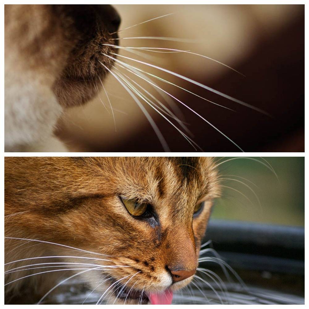 Почему у котов и кошек выпадают и ломаются усы: что делать