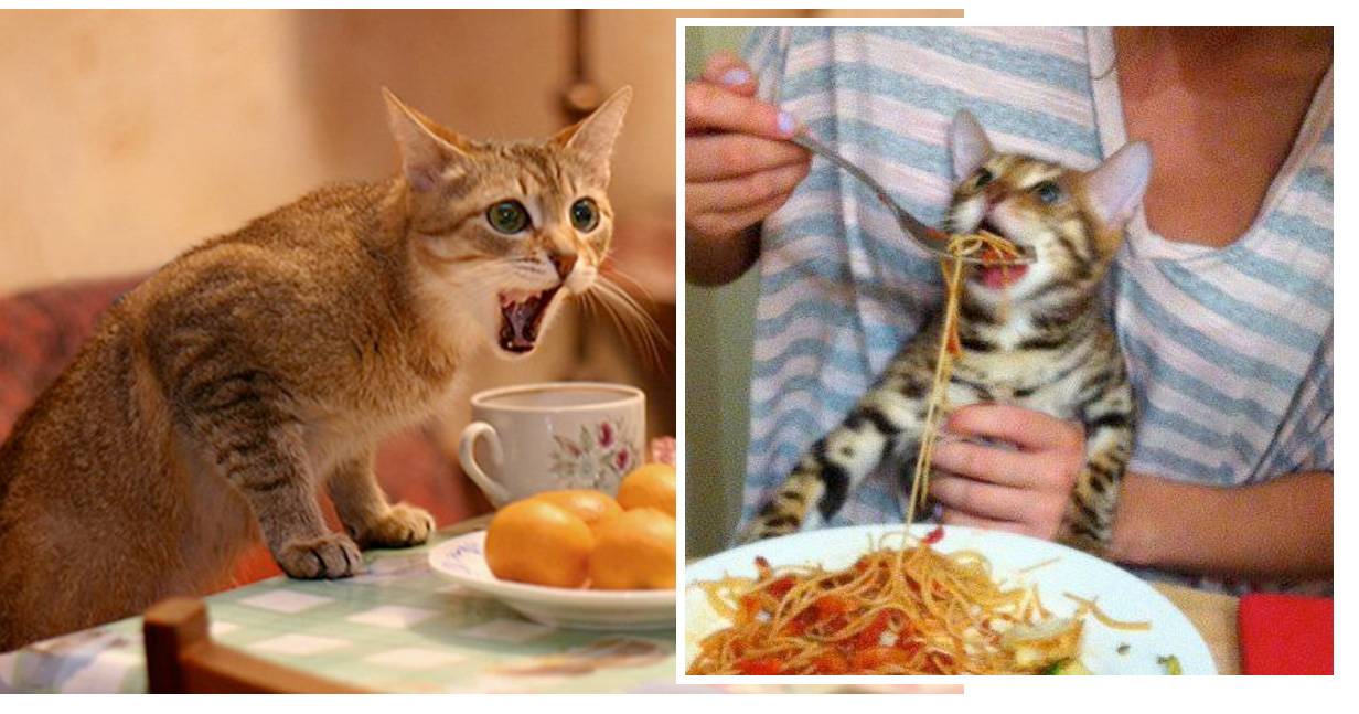 Кошка ничего не ест, кроме сухого корма: норма это или нет?