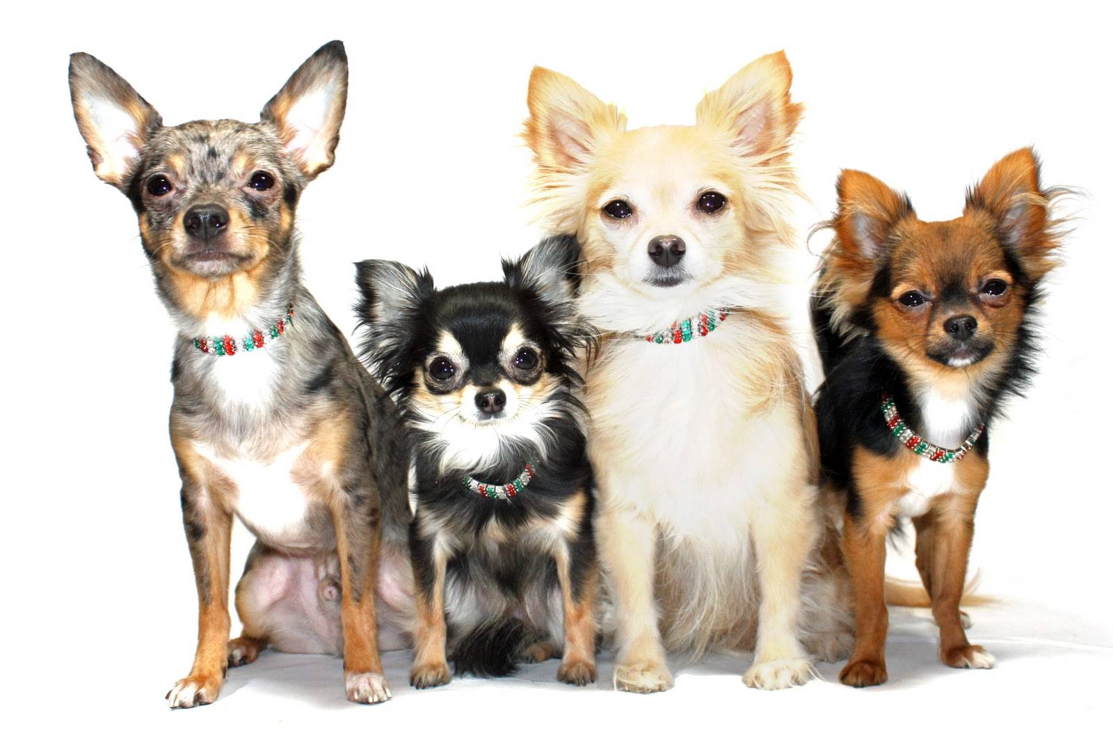 Порода собак чихуахуа с фото. описание, уход, цена, отзывы