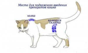 Как давать кошке препарат «депо-провера»