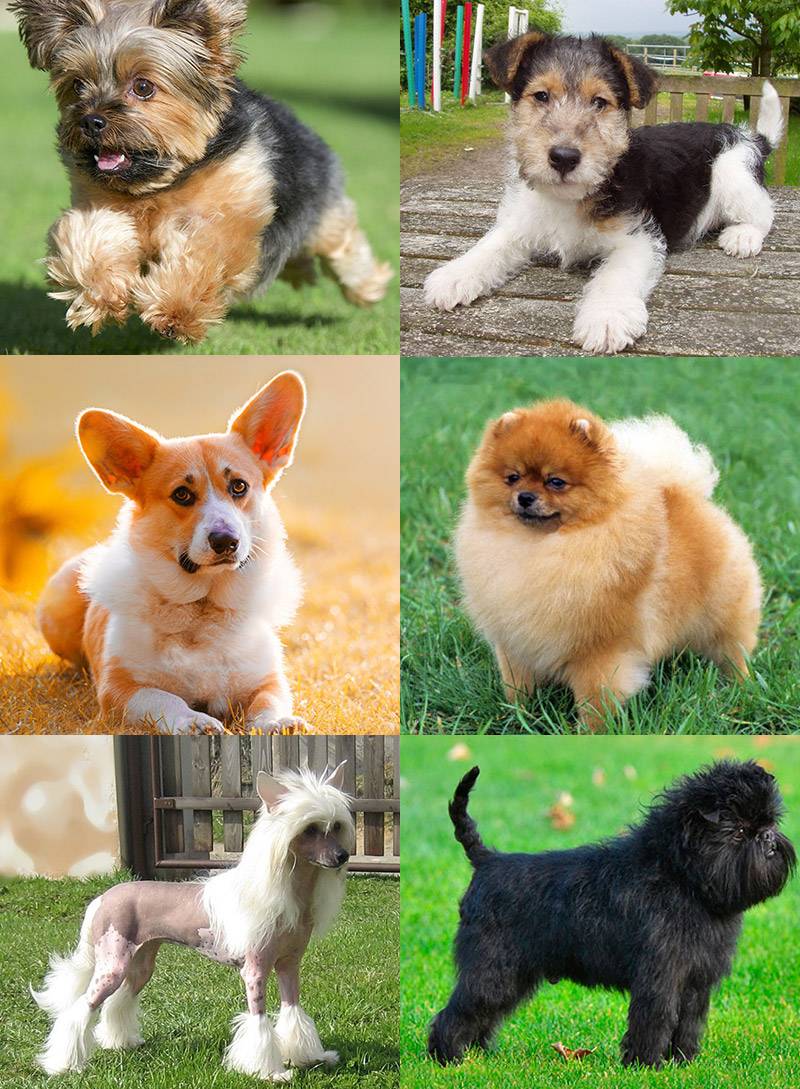 Маленькие породы собак: список представителей с фотографиями, названиями, описаниями и ценами