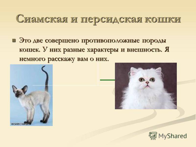 Рагамаффин - описание породы и характер кошки