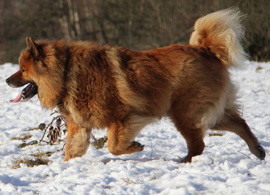 Евразиеры (28 фото): описание породы собак, особенности ухода за щенками