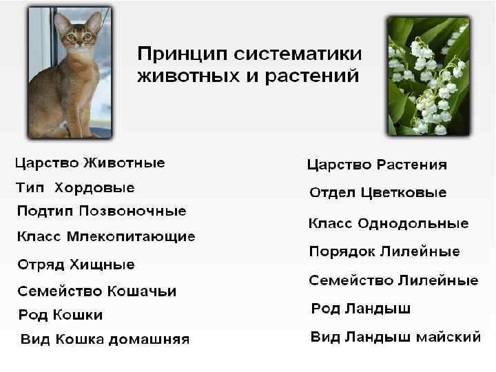 Домашние кошки: описание породы, характер, здоровье