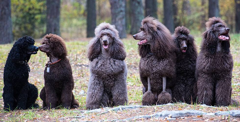 Собаки с коричневой окраской — 20 актуальных пород