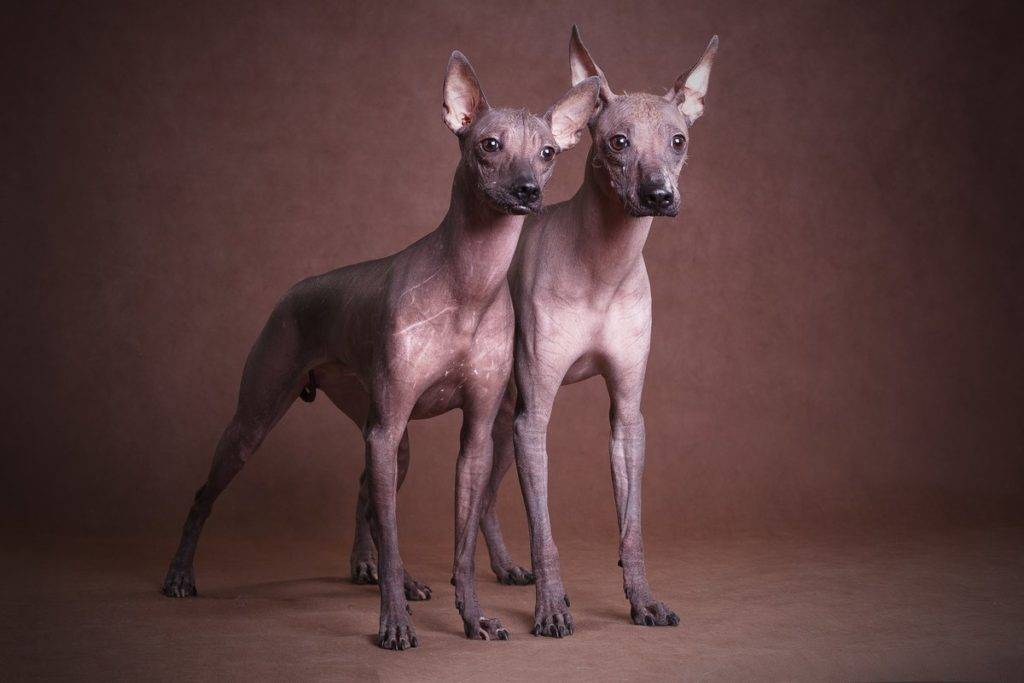 Породы собак без шерсти: мексиканский терьер, китайские хохлатые, прочие псы