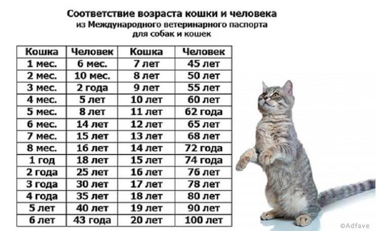 Половое созревание у котов и кошек: в каком возрасте животные становятся половозрелыми?