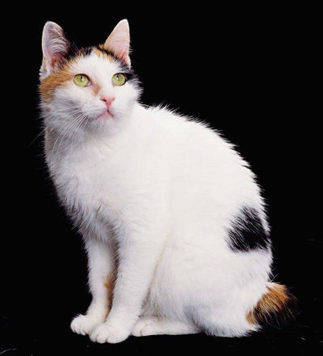 Особая магия трёхцветной кошки: приметы и породы