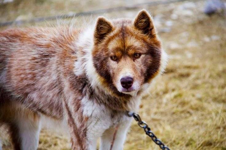Американский эскимосский шпиц: цена, фото и описание собаки, содержание и уход