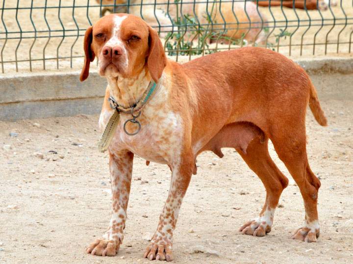 Турецкий каталбурун: необычная охотничья собака с раздвоенным носом