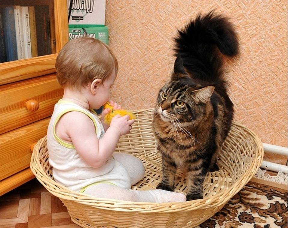 ᐉ лучшие породы кошек для детей - ➡ motildazoo.ru