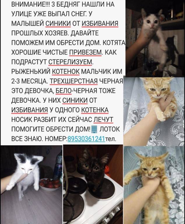 ᐉ как купить породистого котенка? - ➡ motildazoo.ru