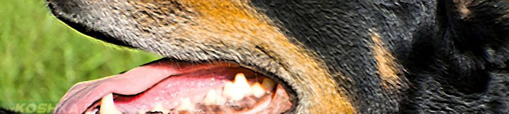 Неприятный запах изо рта у собаки: причины, лечение и профилактика