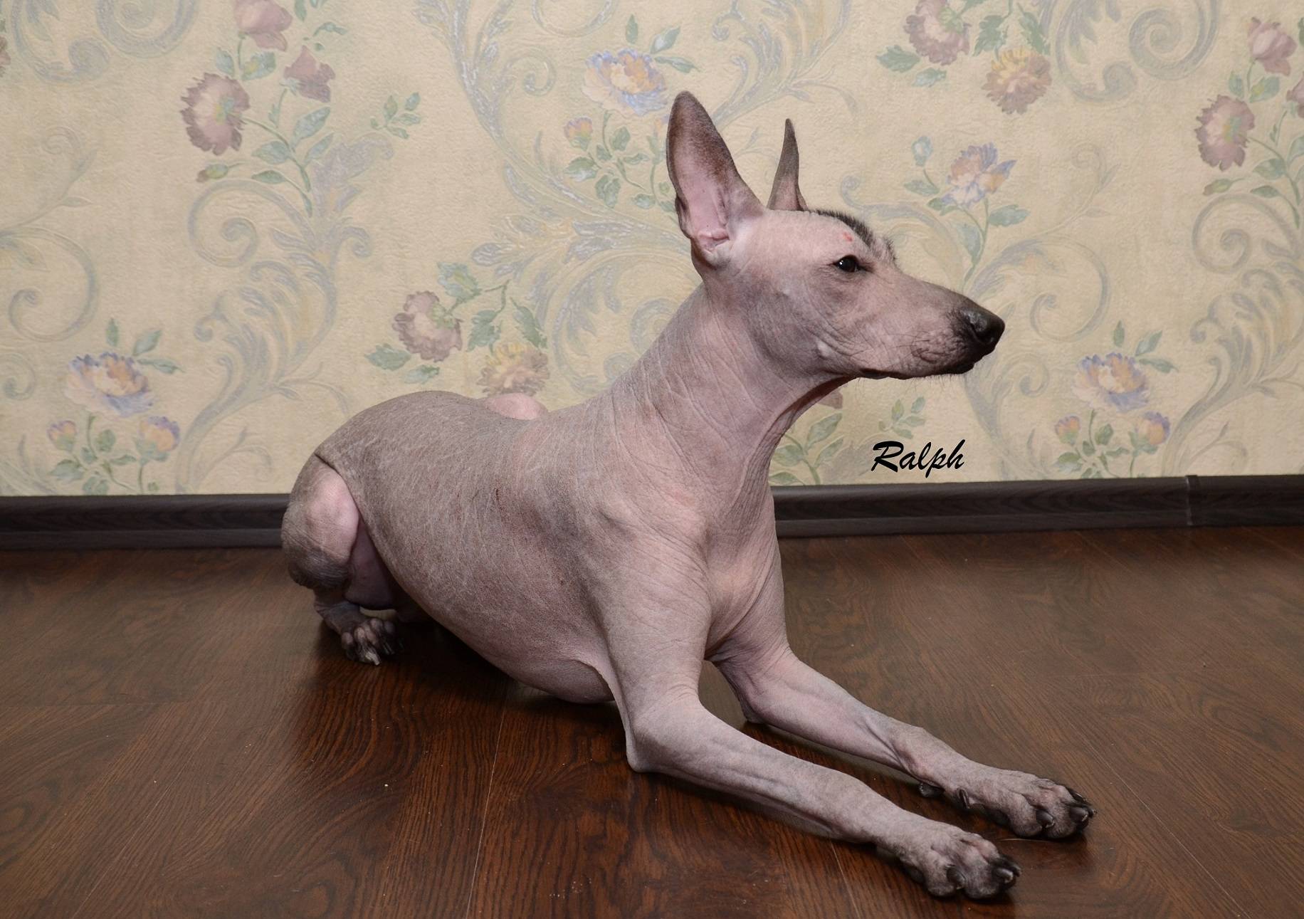 Ксолоитцкуинтли: описание породы, характер собаки и щенка, фото, цена