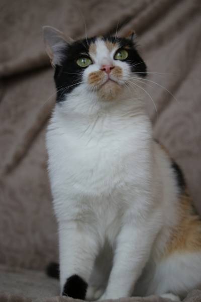 Трехцветная кошка: фото и описание пушистых и гладкошерстных питомиц разных пород