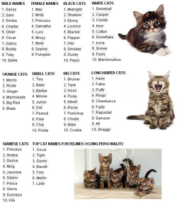Клички для котов: как можно назвать котенка-мальчика (рыжего, черного, серого, белого и прочее), прикольные, редкие и популярные имена