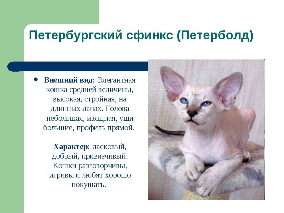 Анатолийская кошка: описание породы, история, уход, цена