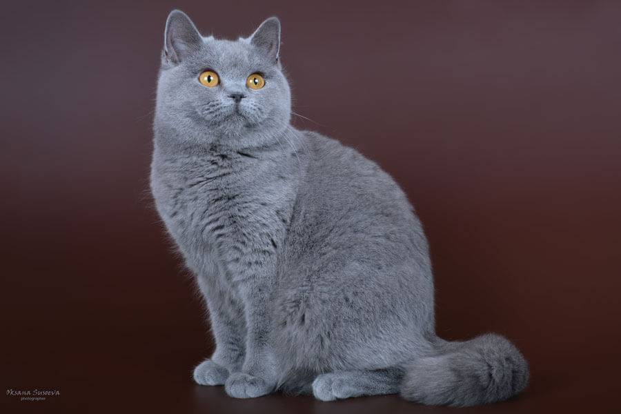 Британская кошка рыжего окраса: история выведения, стандарты и особенности, фото красных котов-британцев