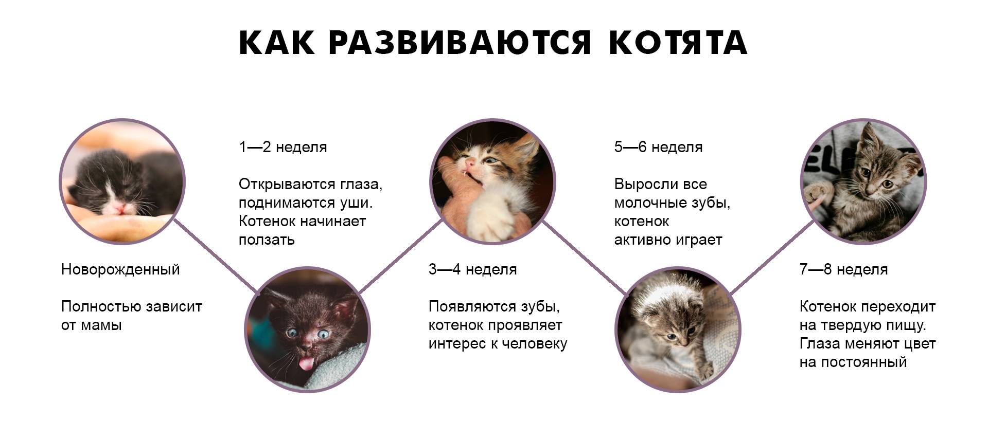 Как самому определить возраст котенка по внешнему виду