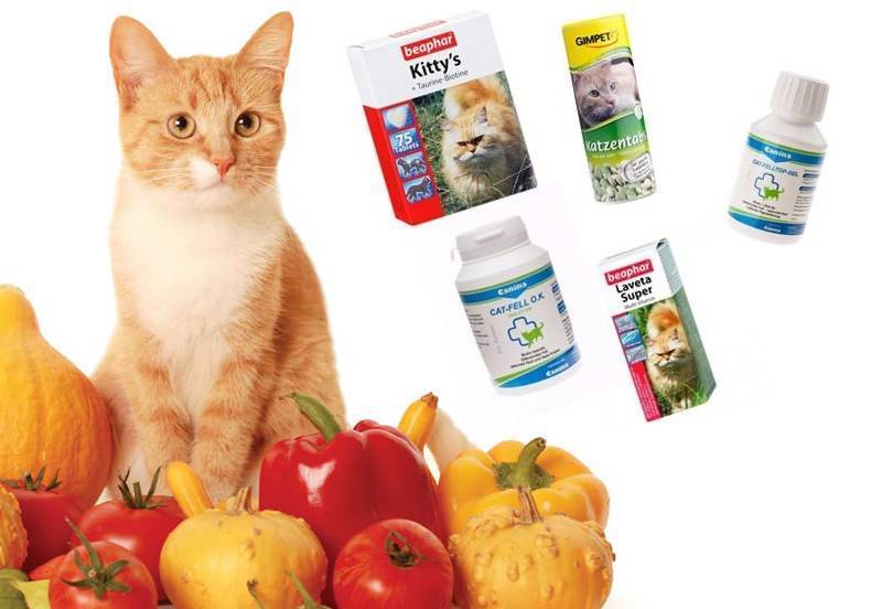 Витамины для шерсти кошки: какие самые лучшие, плюсы и минусы