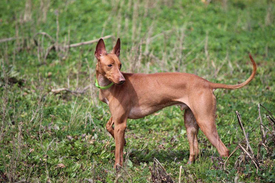 Характеристика собак породы чирнеко дель этна (сицилийская борзая) с отзывами и фото