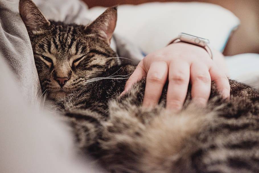 9 кошачьих сигналов о том, что вы лучший хозяин для своего питомца