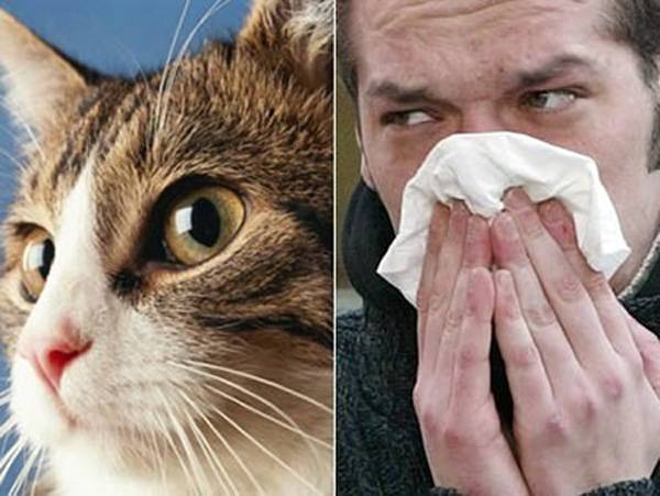 Как справиться с поллинозом и можно ли вылечить аллергию на котов: аллергологи отвечают на вопросы