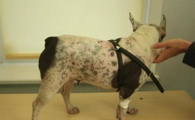 Демодекоз у собак - фото, причины, симптомы, схема лечения | ветклиника зоостатус
